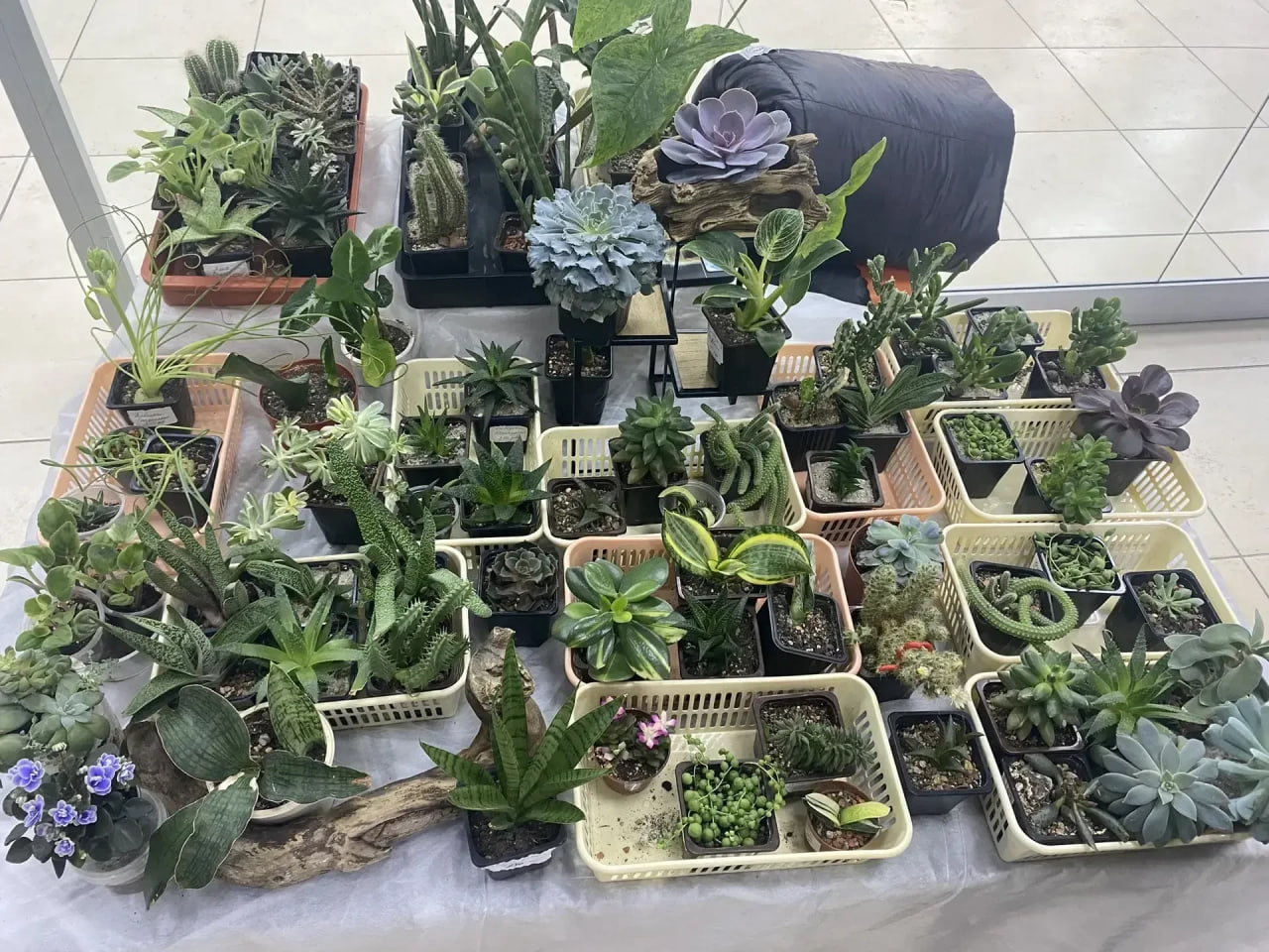 Выставка комнатных растений «Красна весна цветами» открылась в Иркутске