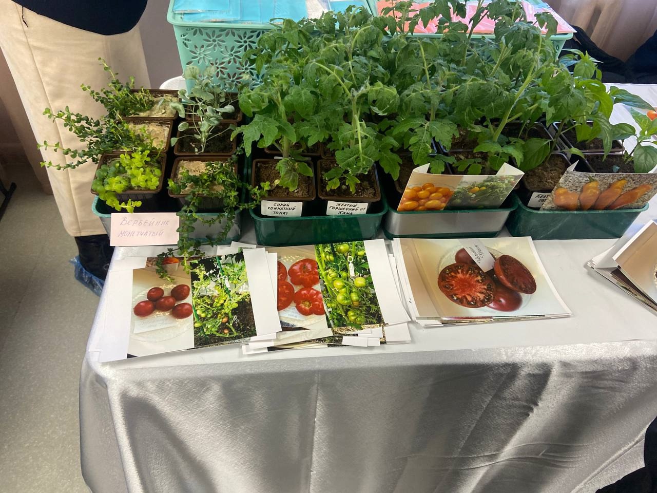 28 февраля в Творческом клубе «Созвездие», расположенном по улице Севастопольская, 243А, открылась выставка растений, селекционных семян и личного опыта садоводов.